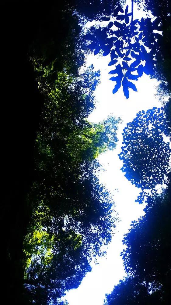 春雨直播app